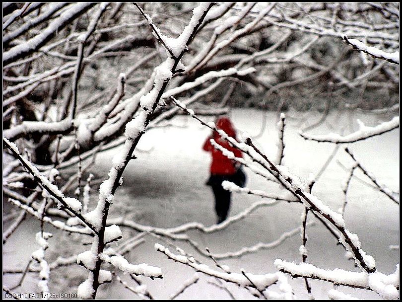 雪 摄影 秋天的红叶