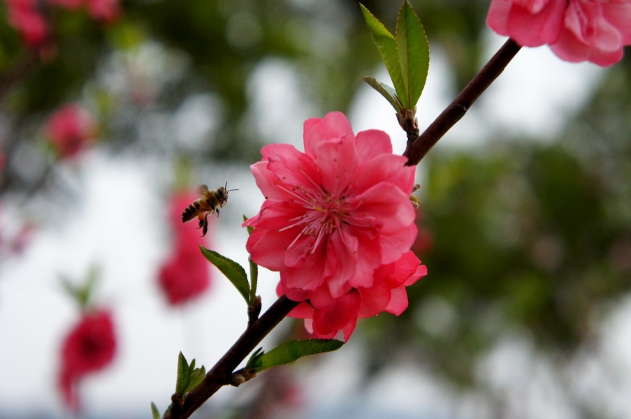 蜂恋桃花 摄影 樵夫郎中