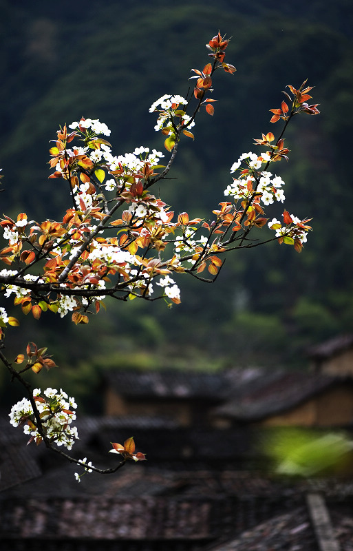 一树梨花入梦来 摄影 钝夫