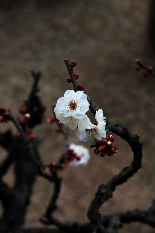 梅花1 摄影 香椿