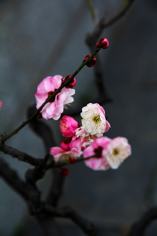 梅花2 摄影 香椿