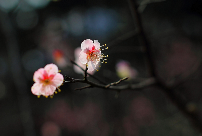 梅花3 摄影 香椿