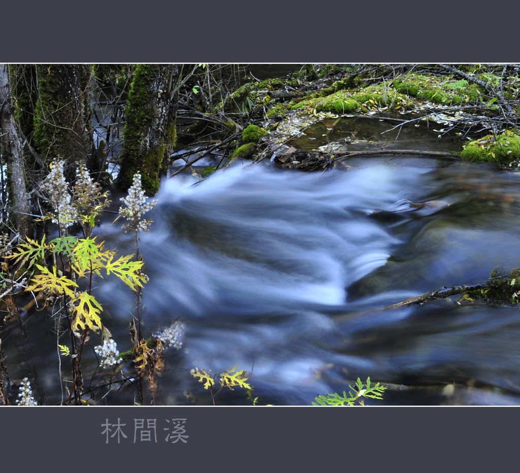 随拍-林间溪 摄影 雨中的承诺