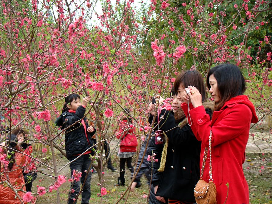 春来桃开早 花色迷人醉 摄影 快乐之斿