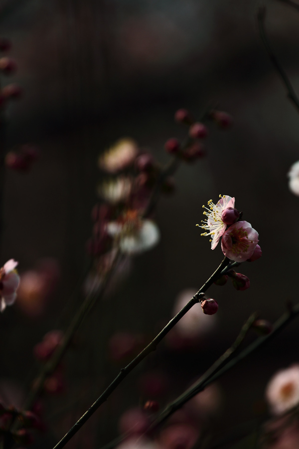 俏梅吐芳菲2 摄影 五龙