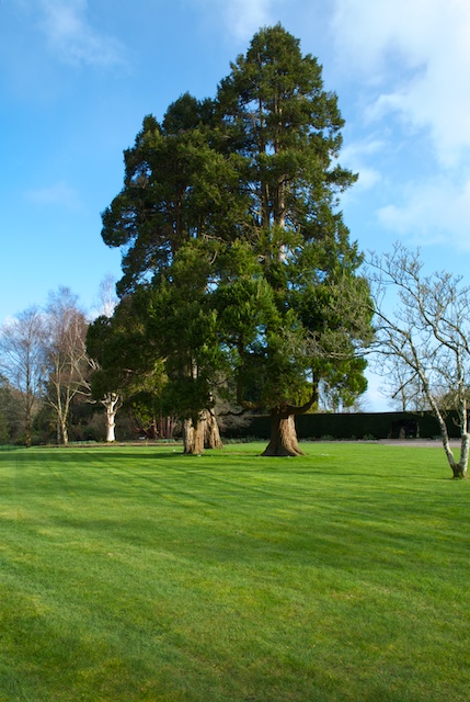 Huge in Blarney Castle 摄影 Chang87126