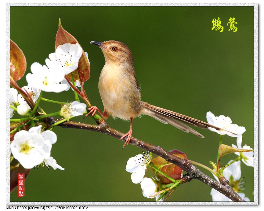 鹪莺 摄影 繁星点点123