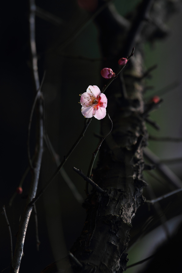 俏梅吐芳菲1 摄影 五龙