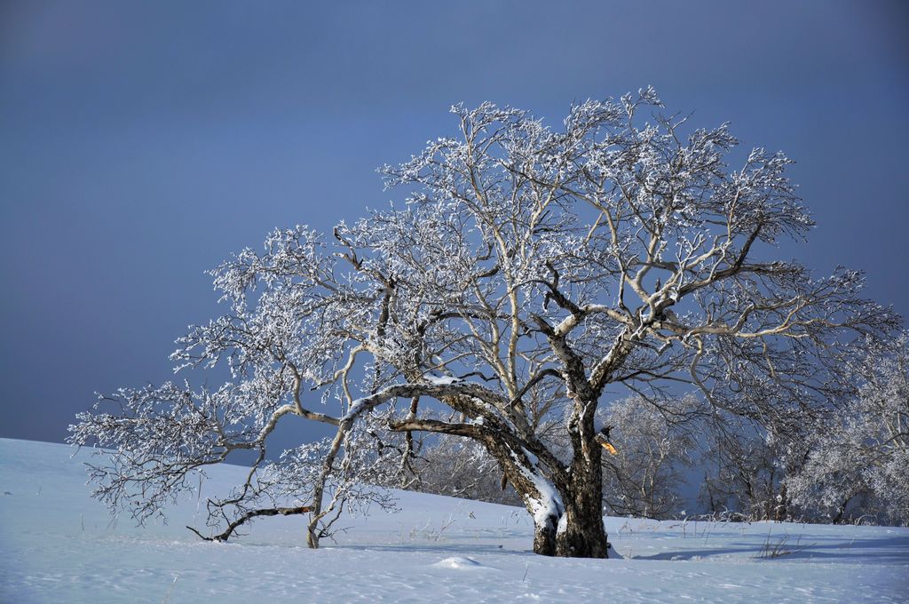 亲近雪野（2 ） 摄影 云顶山鹰