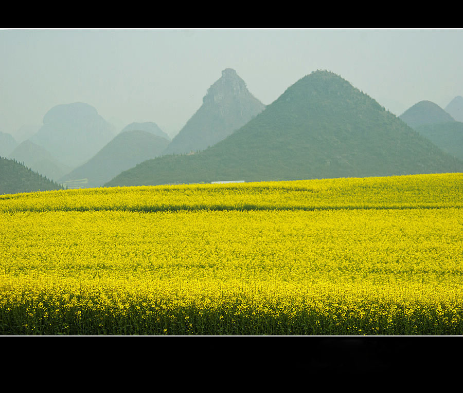 三月罗平菜花黄 摄影 桃花江