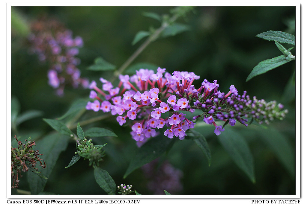 小紫花 摄影 facezyf