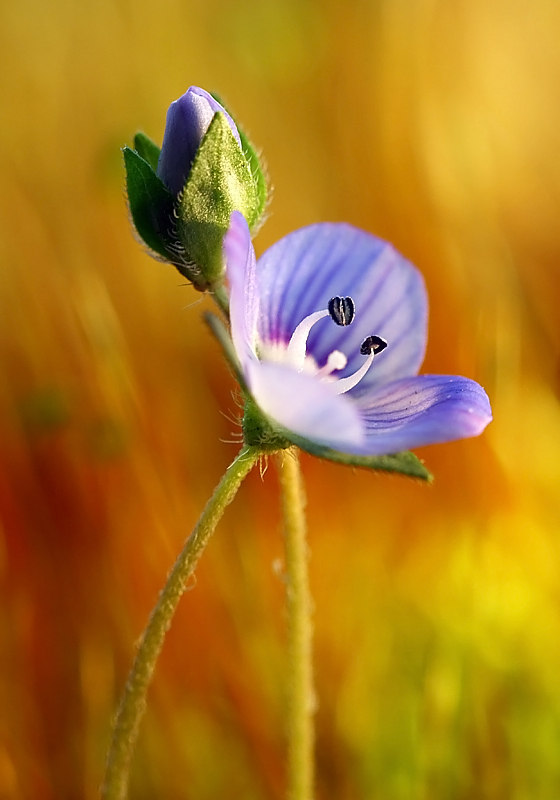 春暖花开 摄影 liangdawei