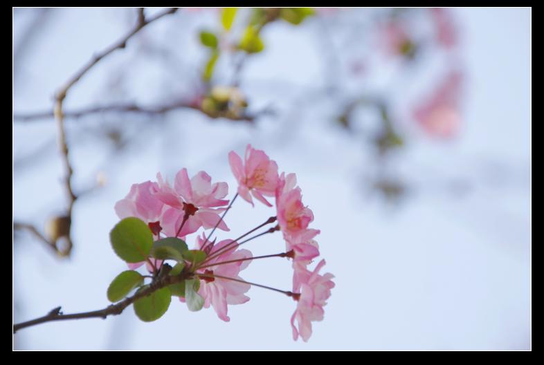 春之韵10 摄影 唱歌的虫虫