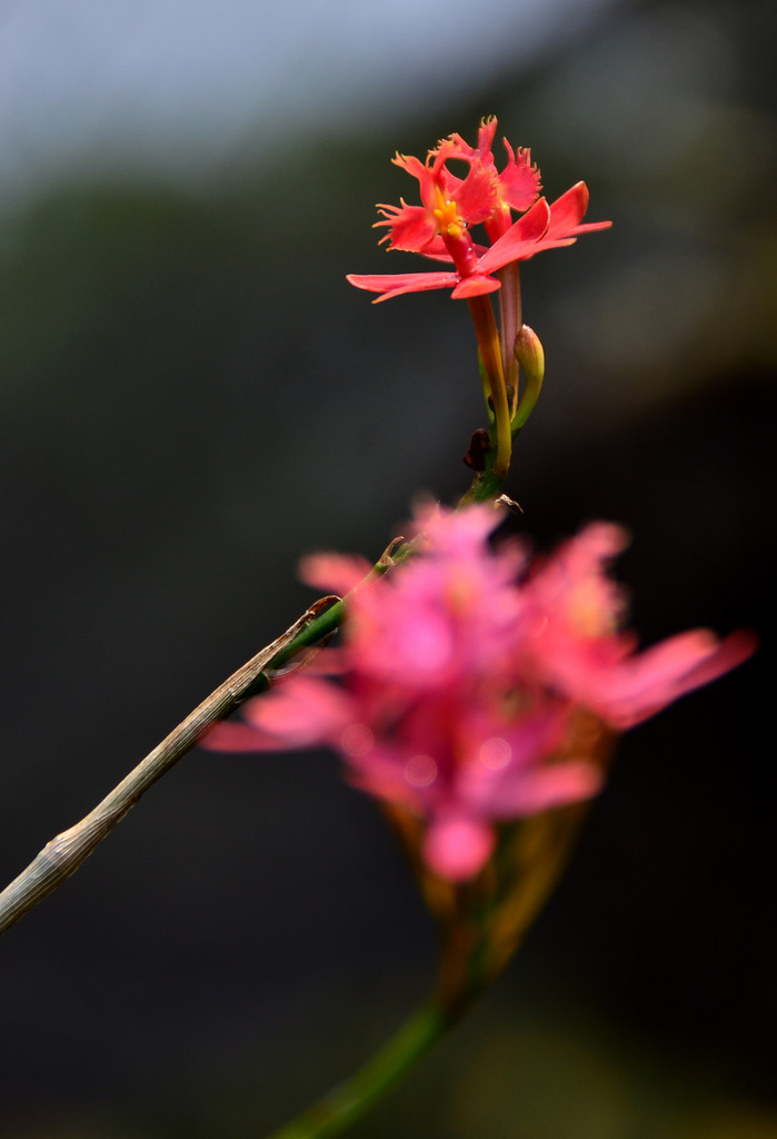 芦茎树兰 摄影 印华