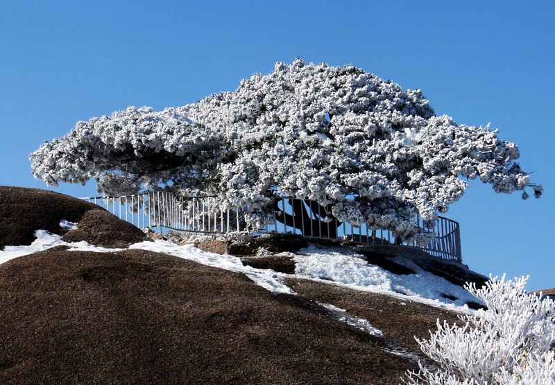 黄山雪景 摄影 老咪