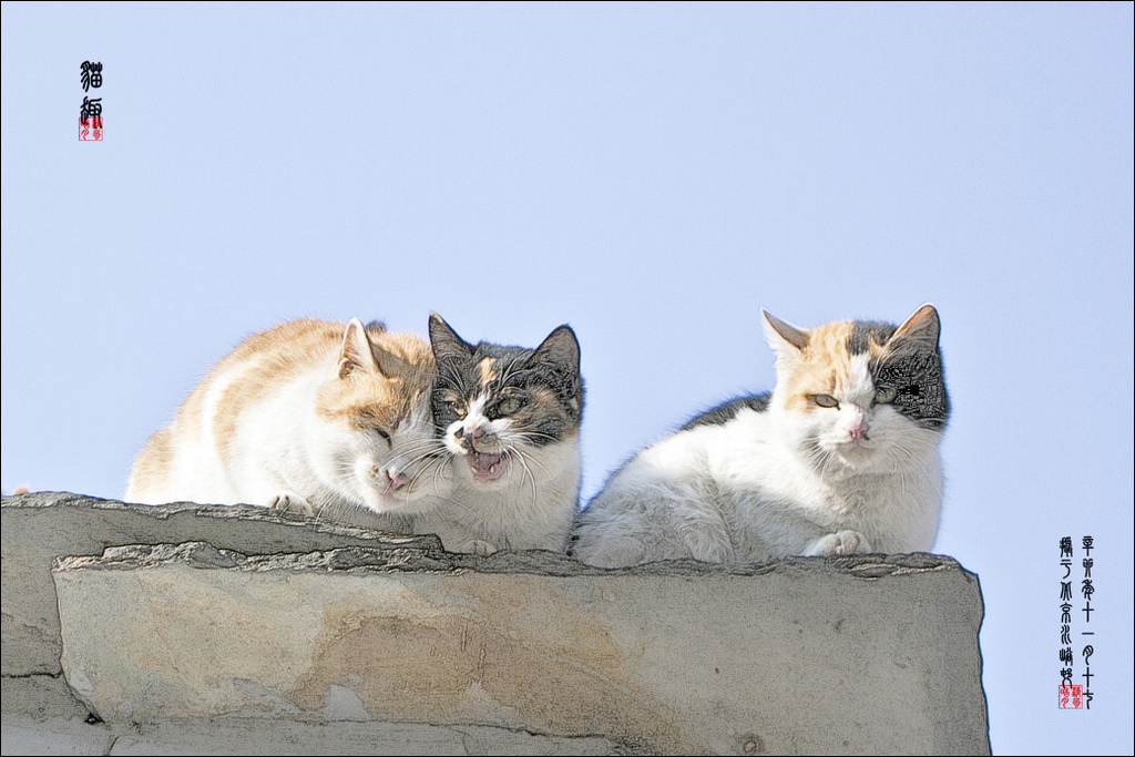 猫趣 摄影 清风皓月