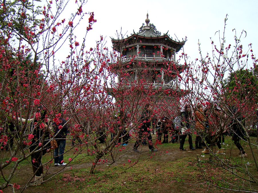 春来桃开早 花色迷人醉 摄影 快乐之斿