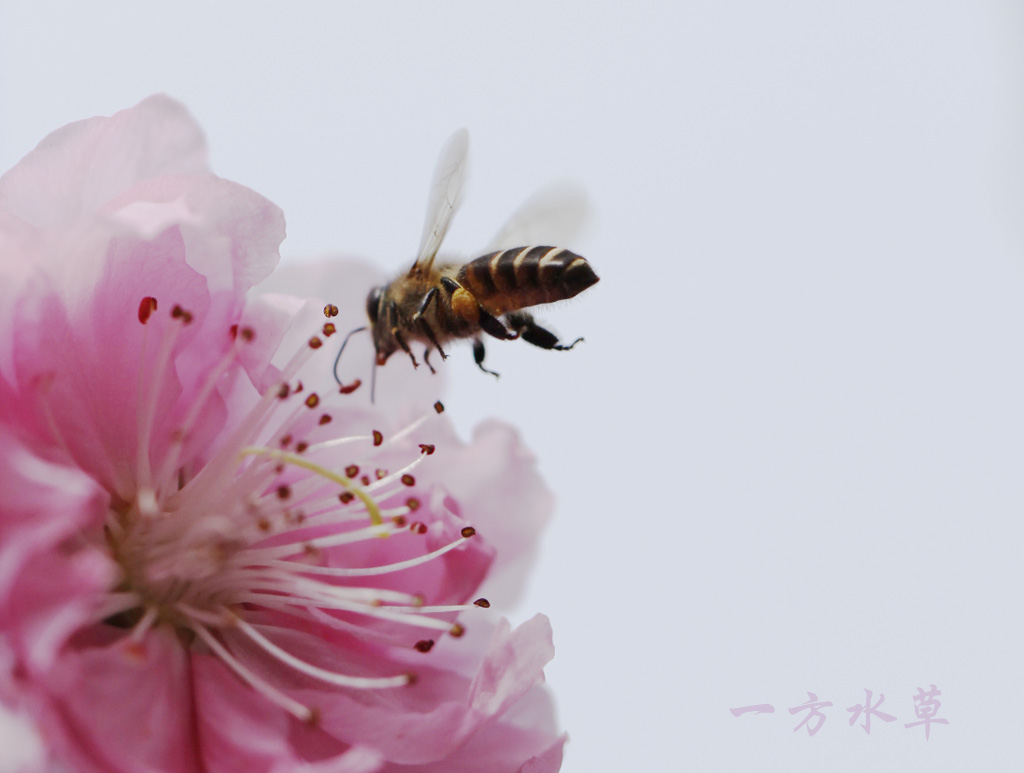 蜂恋花 摄影 一方水草