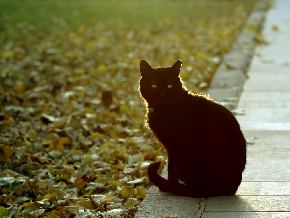 夕阳下的黑猫 摄影 和光织影