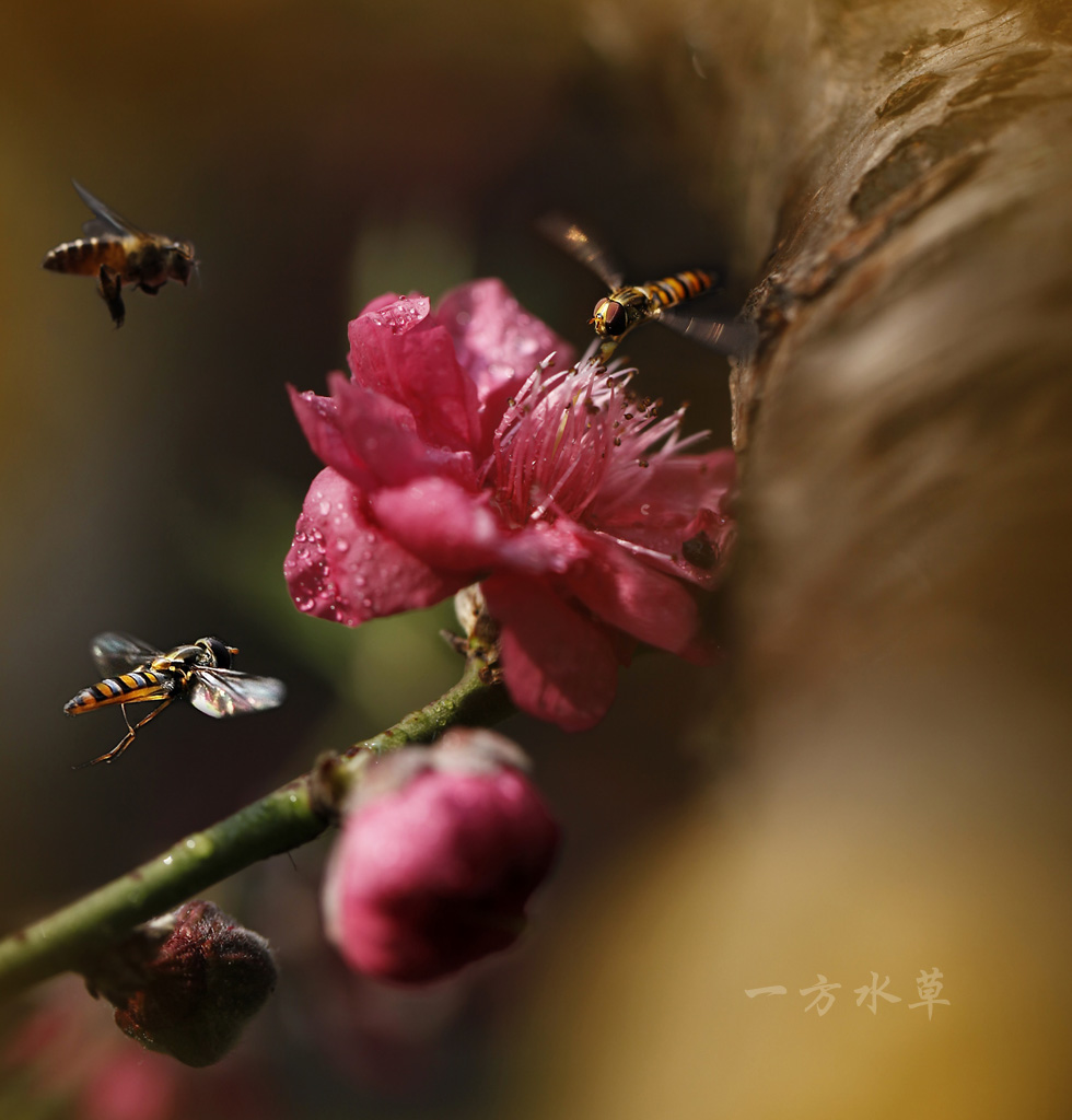 蜂恋花 摄影 一方水草