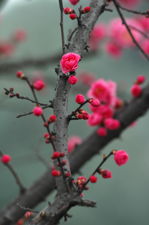 占尽风情独暄妍 摄影 桂湖常客