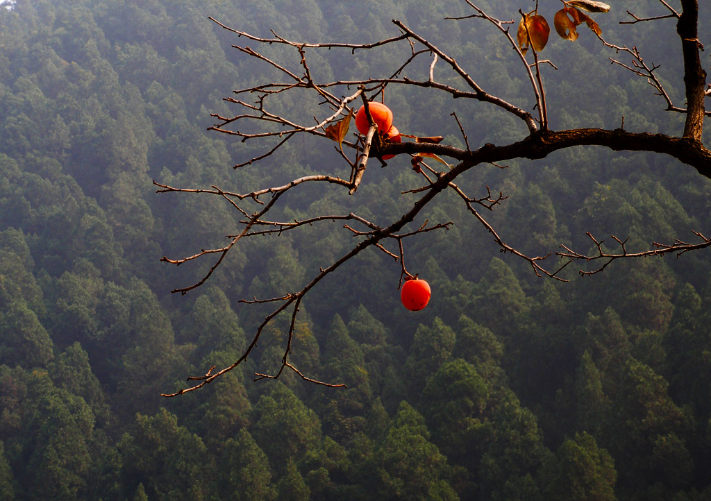 秦岭风景—秋色 摄影 淡淡绿茶