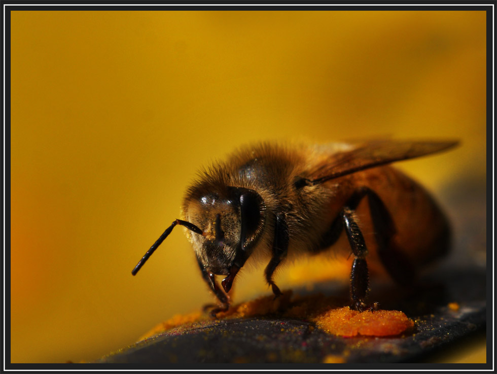 蜜蜂 摄影 萨奇