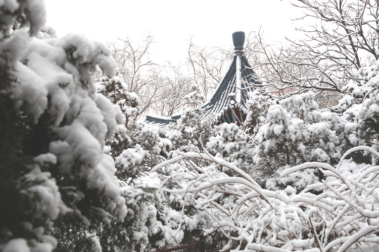 雪压枝头 摄影 陇上汉