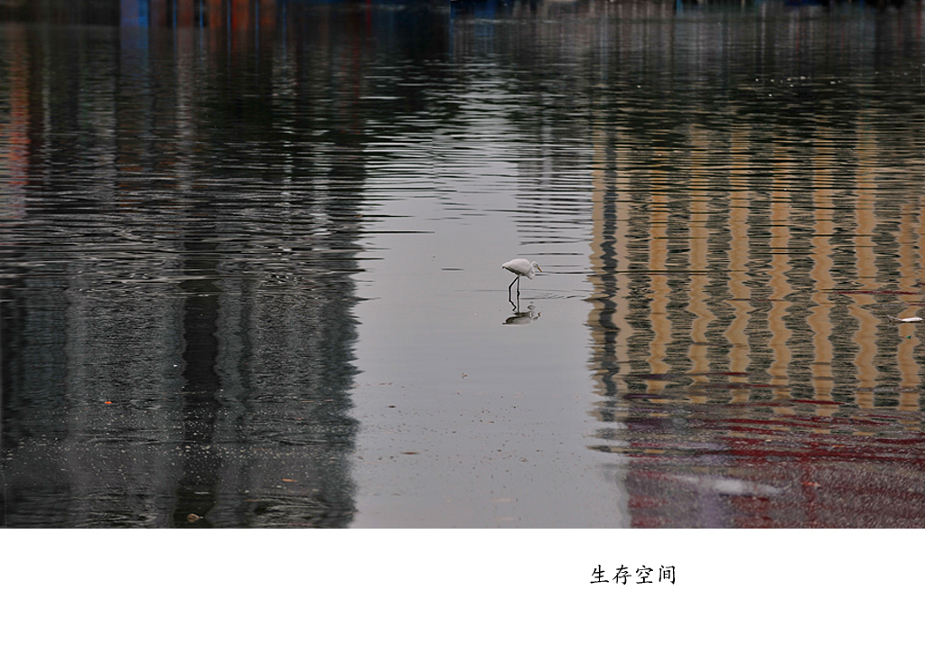 生存空间 摄影 雨亦奇