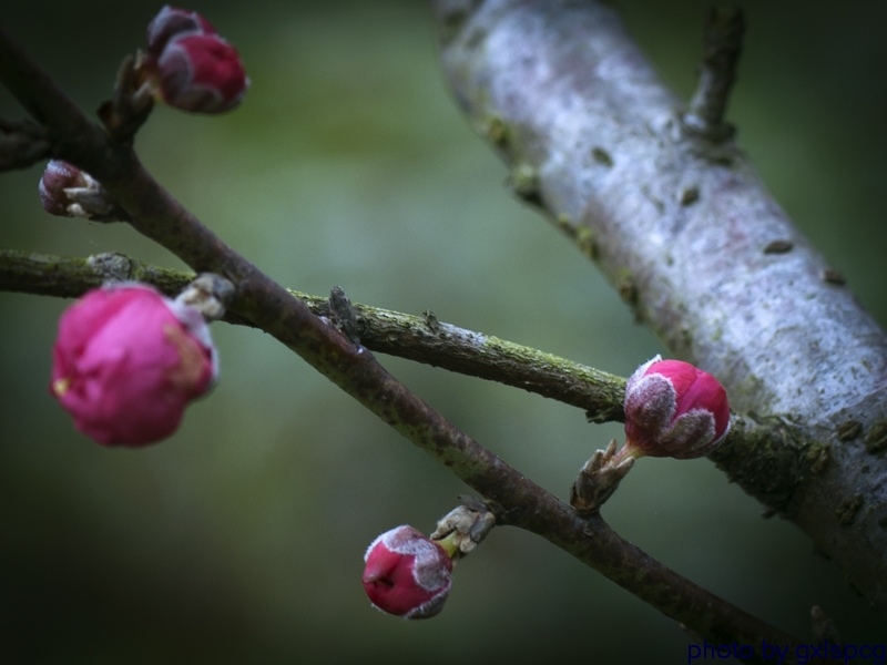 又见桃花笑春风 摄影 gxlspcg