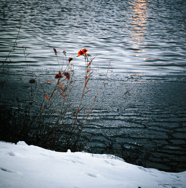 芦花映雪 摄影 水舞蓝黛