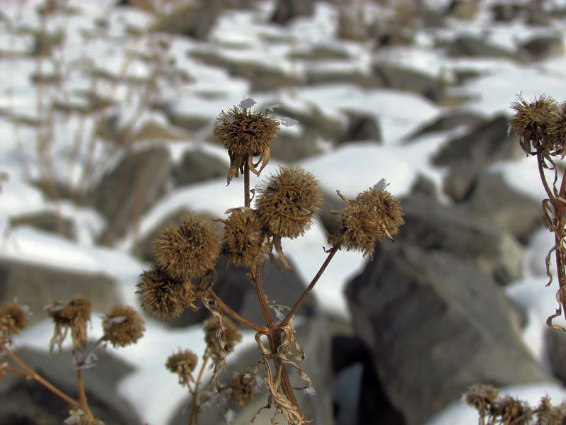 三月雪 摄影 魡蓊