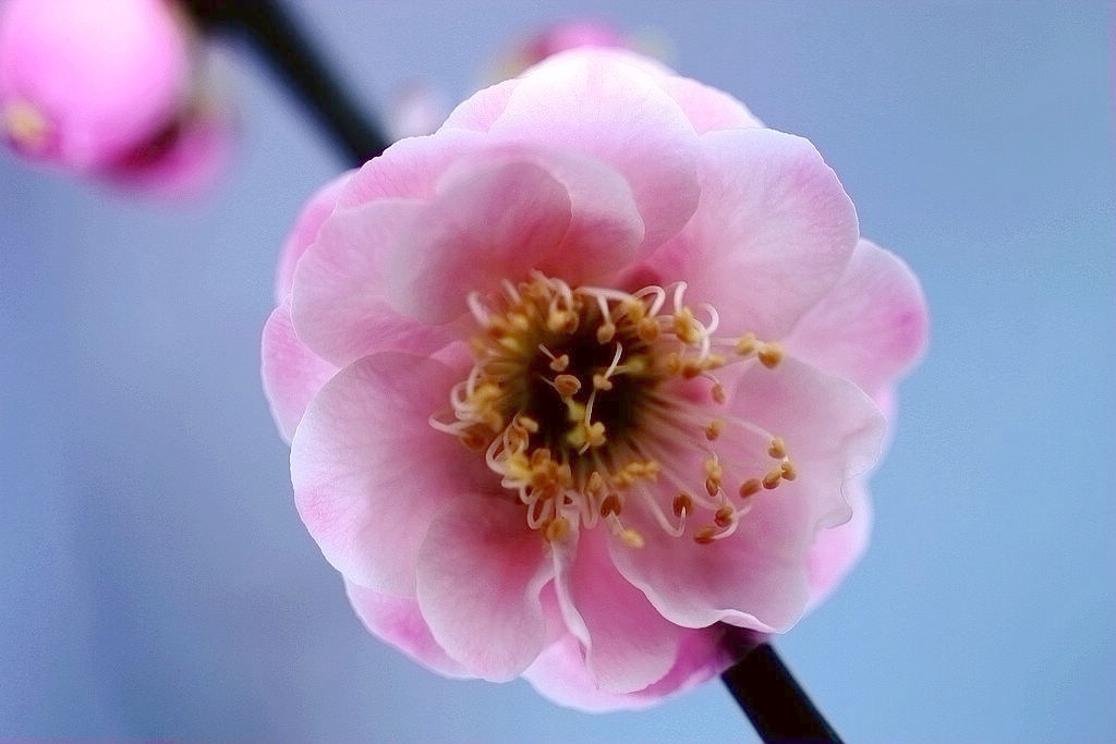 梅花 摄影 中年学生