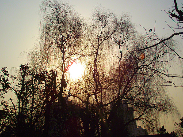 2010.03.10.西安植物园看景 摄影 禅心宝儿