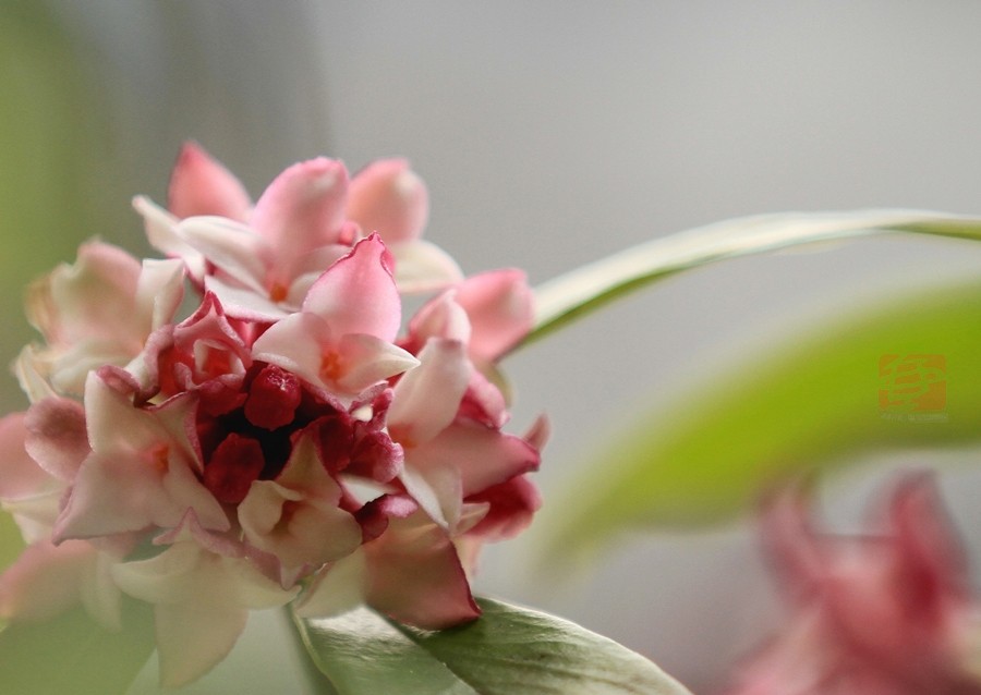 《睡香花》 摄影 壶溪吕岩