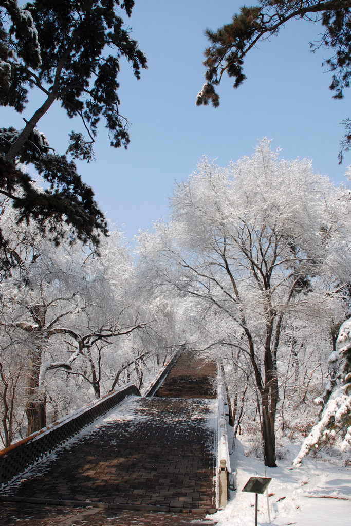 雪景 摄影 刺槐林