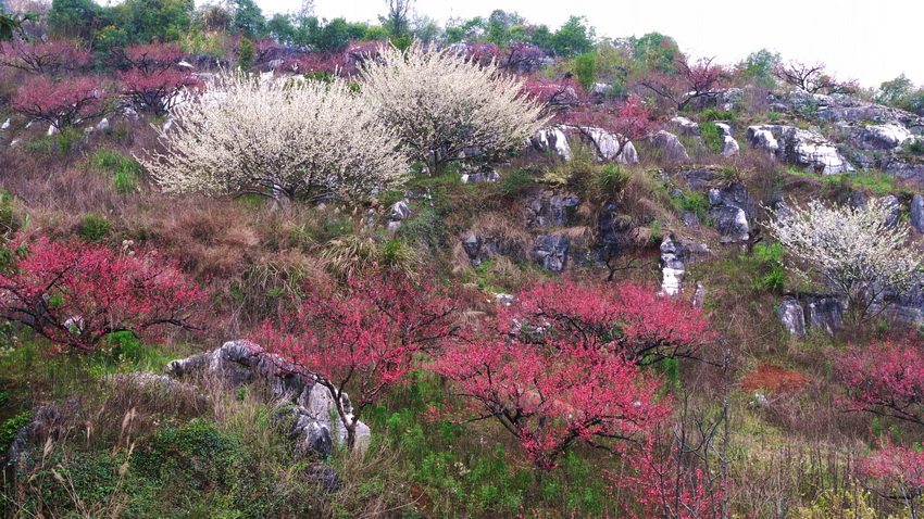 连平桃花开 摄影 gddxr