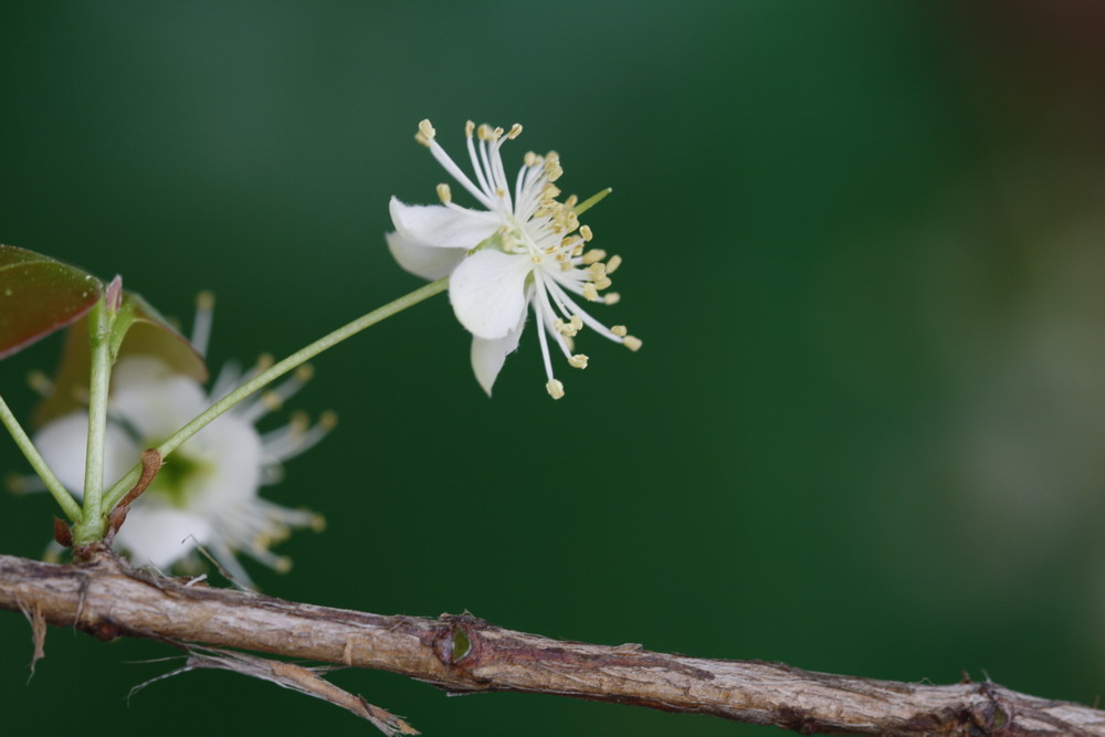 红果花 摄影 黄蜂之家