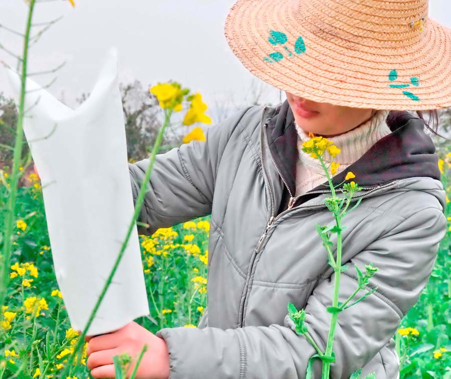 菜花黄2 摄影 毛桂荣