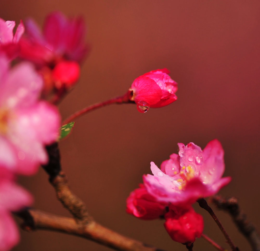 樱花 摄影 新闻001