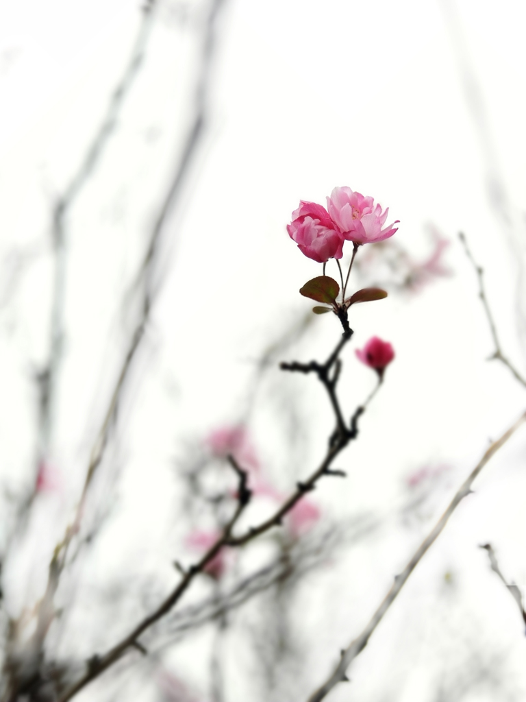 花—5 摄影 小小学徒