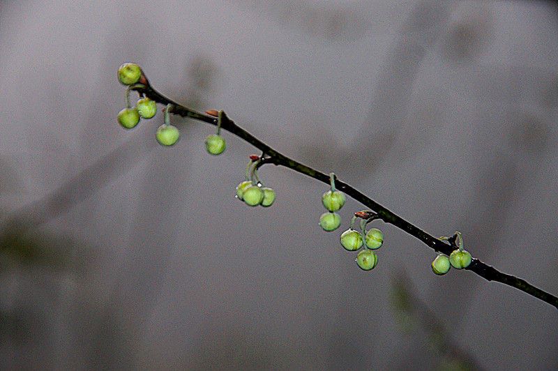 雨中风铃 摄影 玉之瑰宝