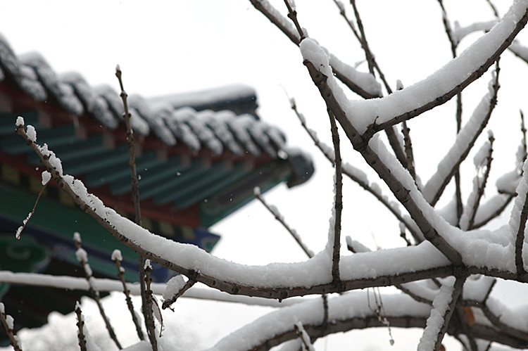 雪压枝头2 摄影 陇上汉