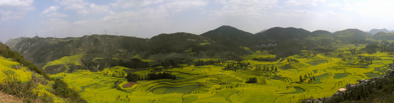 云南罗平螺蛳田油菜花美景 摄影 蓝泡泡