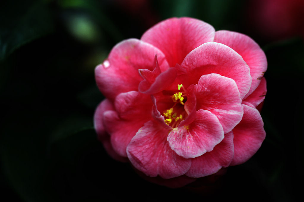 茶花 摄影 中年学生