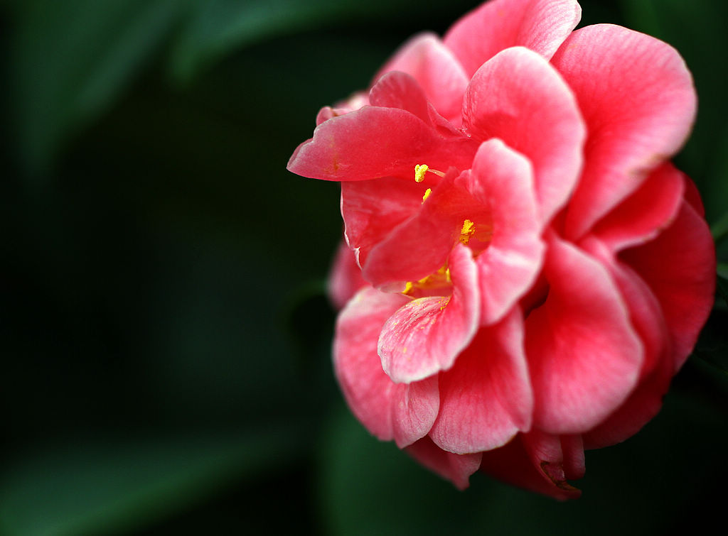 茶花 摄影 中年学生