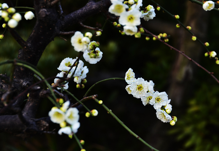 梅花3 摄影 叮叮虫