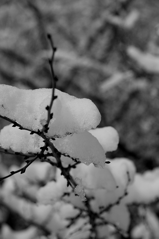 雪 摄影 bo博