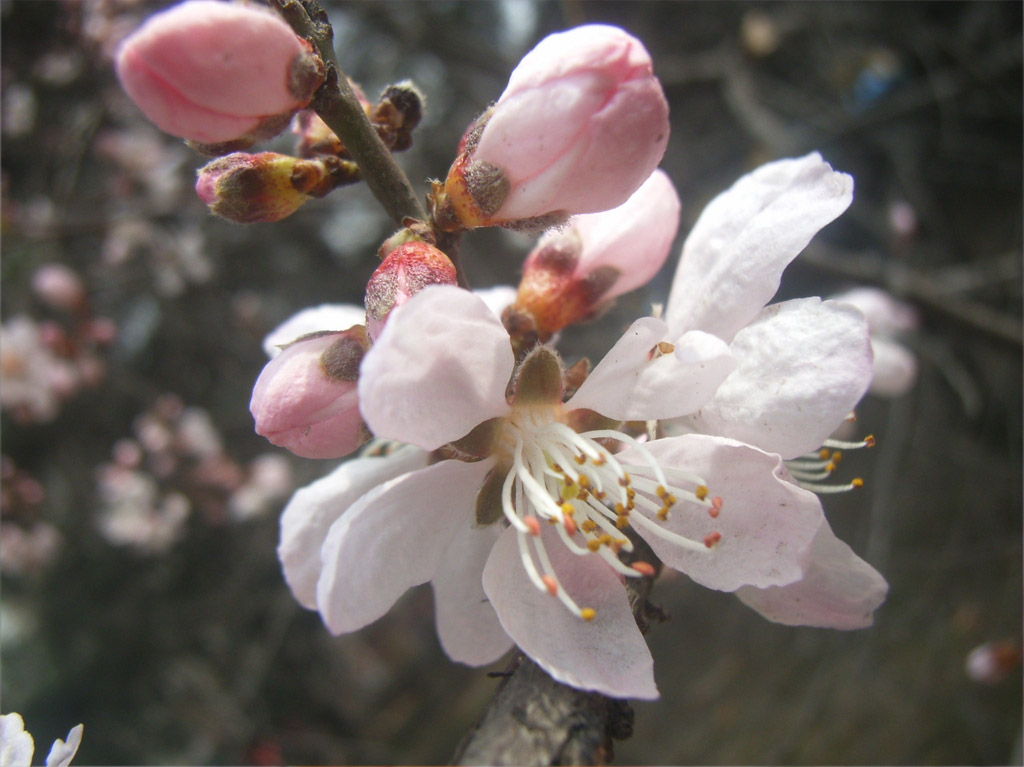 樱花开 摄影 菲儿