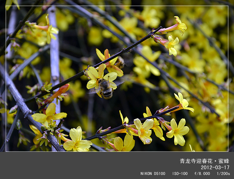 迎春花与蜜蜂 摄影 禅心宝儿